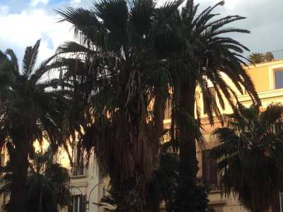 Particolare di una palma in corso Vittorio Emanuele: la chioma rivela i segni della malattia